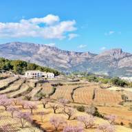 MASOS recupera 10’5 hectáreas con su nueva plantación en el Valle de Guadalest, después de 100 años 